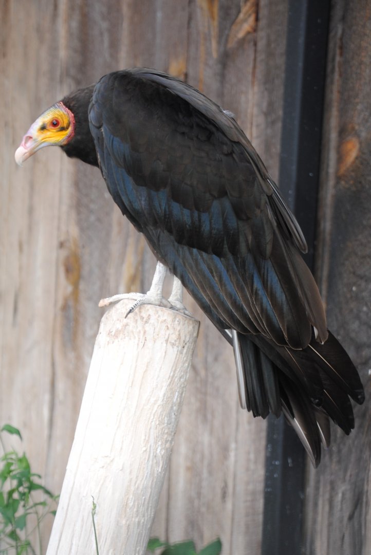 Yellow-headed Turkey Vulture (birds of prey section)