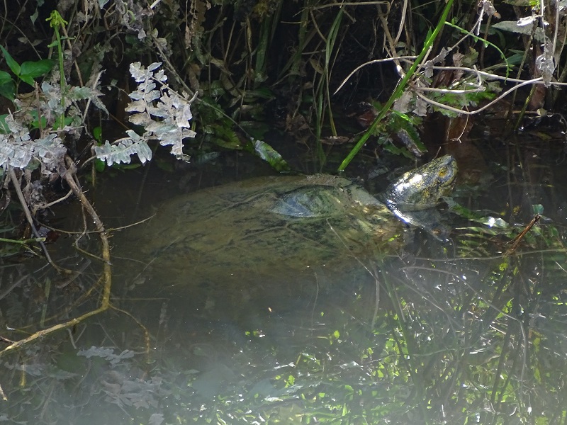 Yellow-headed turtle (Heosemys annandalii)