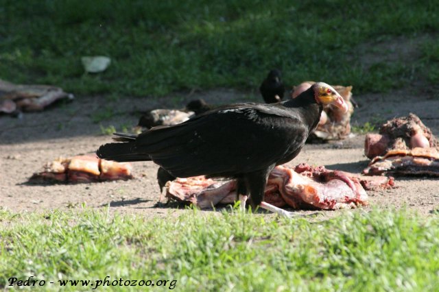 Yellow-headed vulture (Cathartes burrovianus)