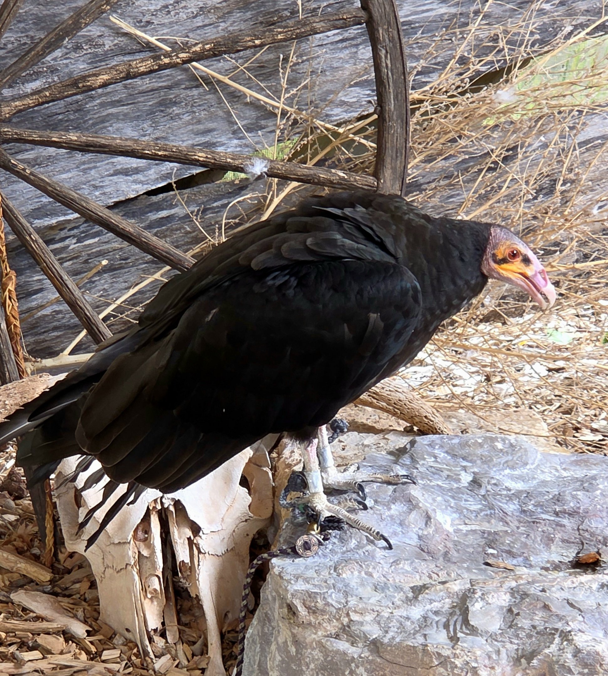Yellow-Headed Vulture - July 2025