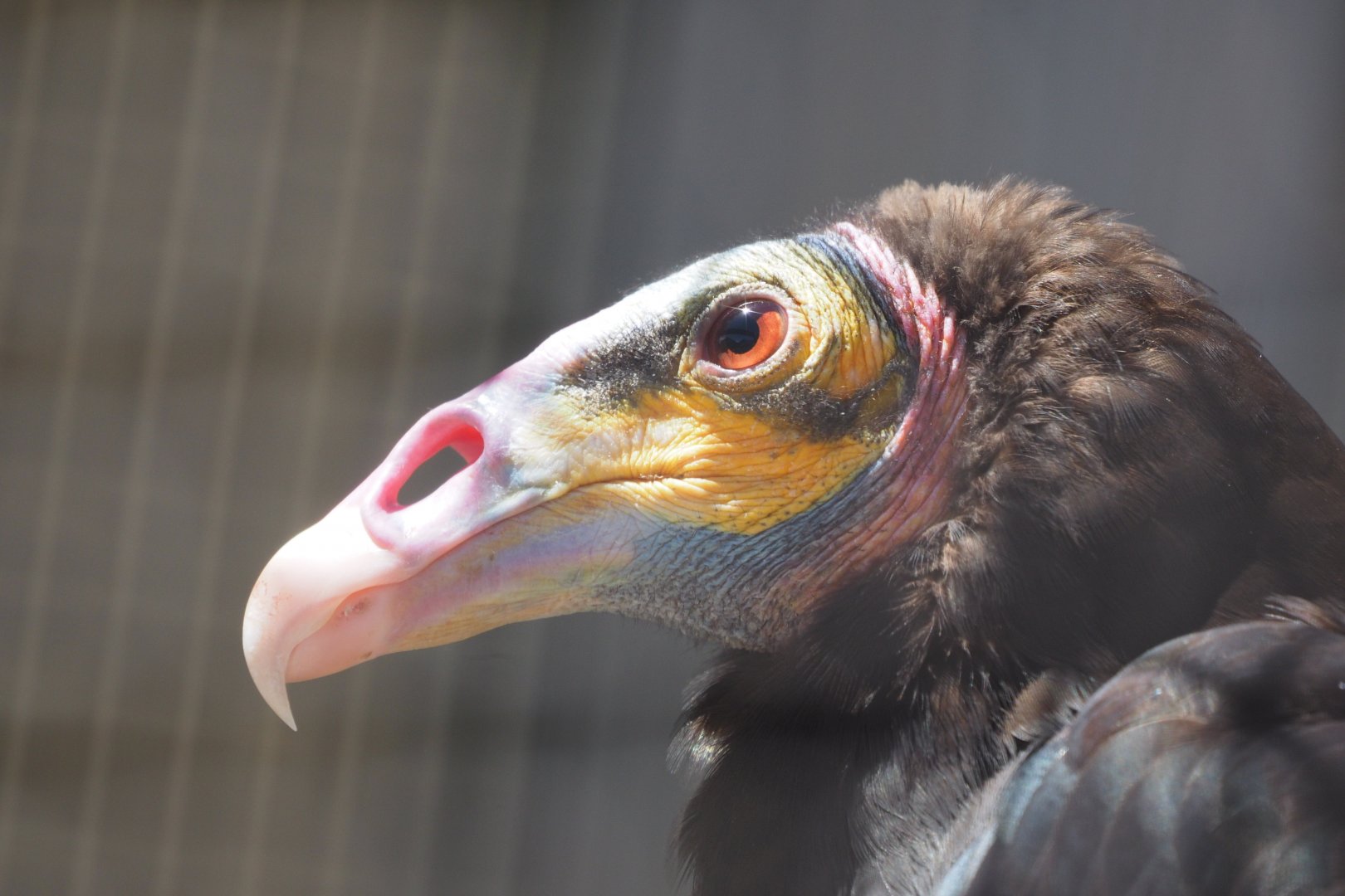 Yellow-headed vulture
