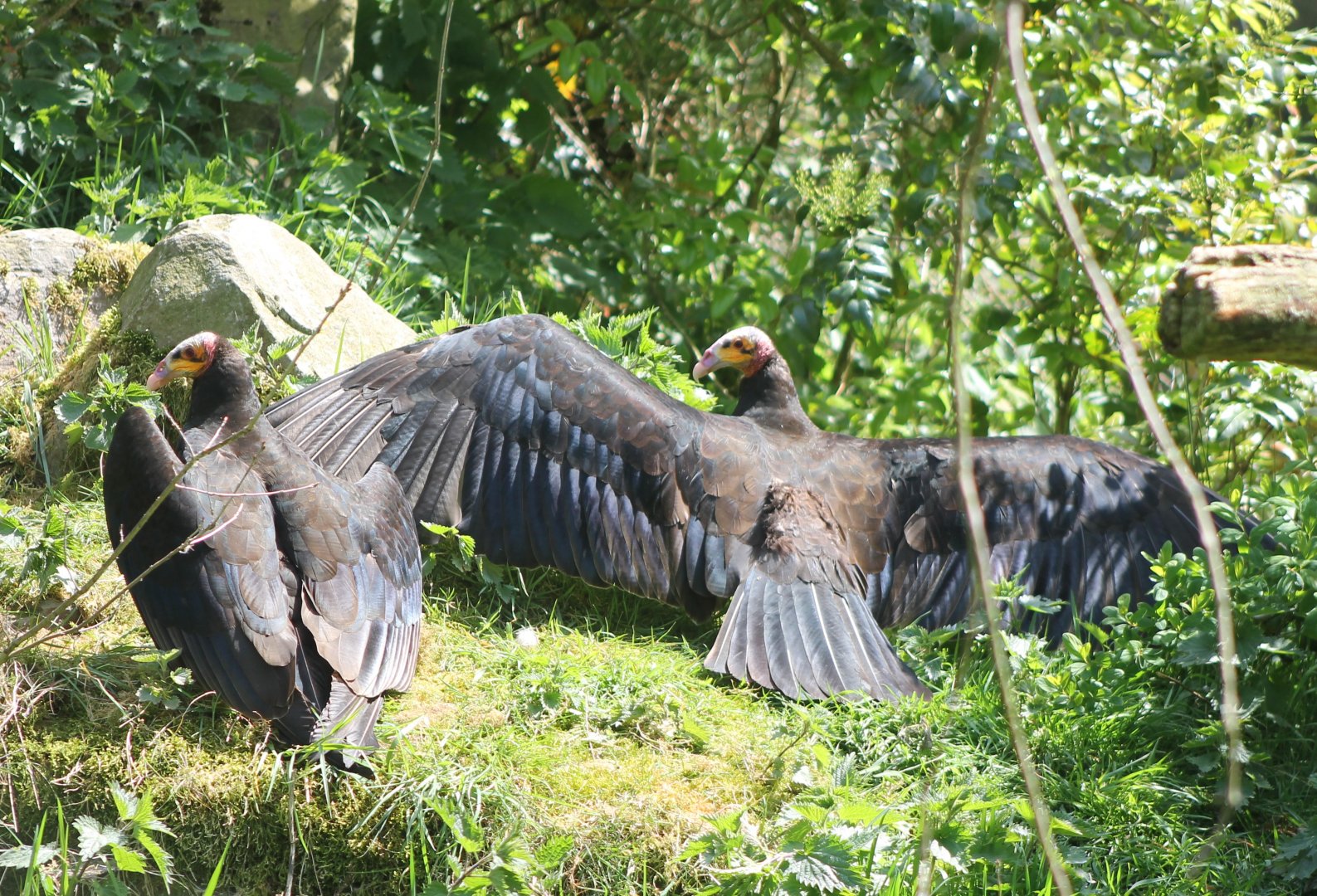 Yellow-headed vultures