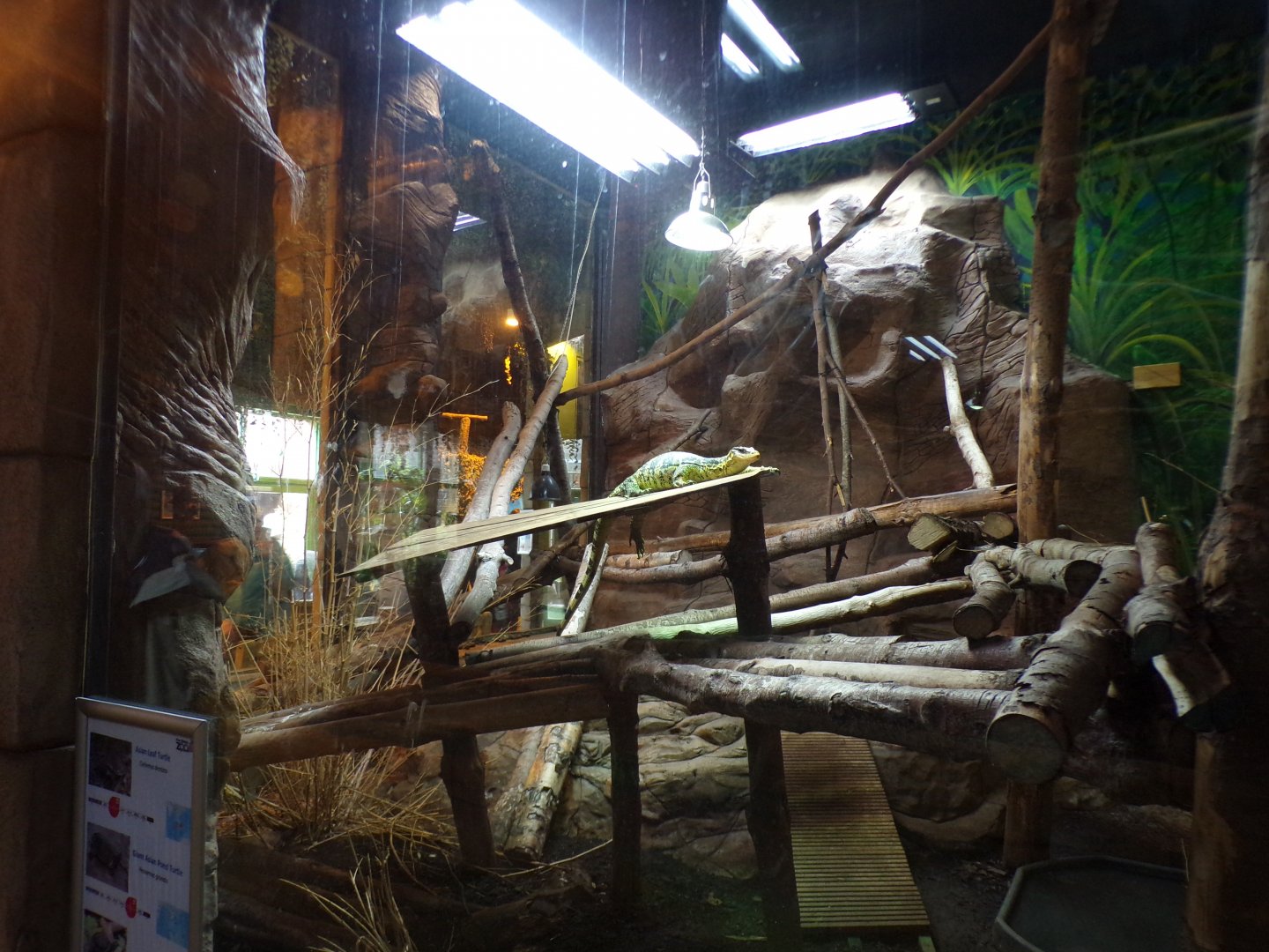 Yellow-headed water monitor, asian leaf turtle, giant asian pond turtle and yellow-bellied slider turtle enclosure 12.4.24