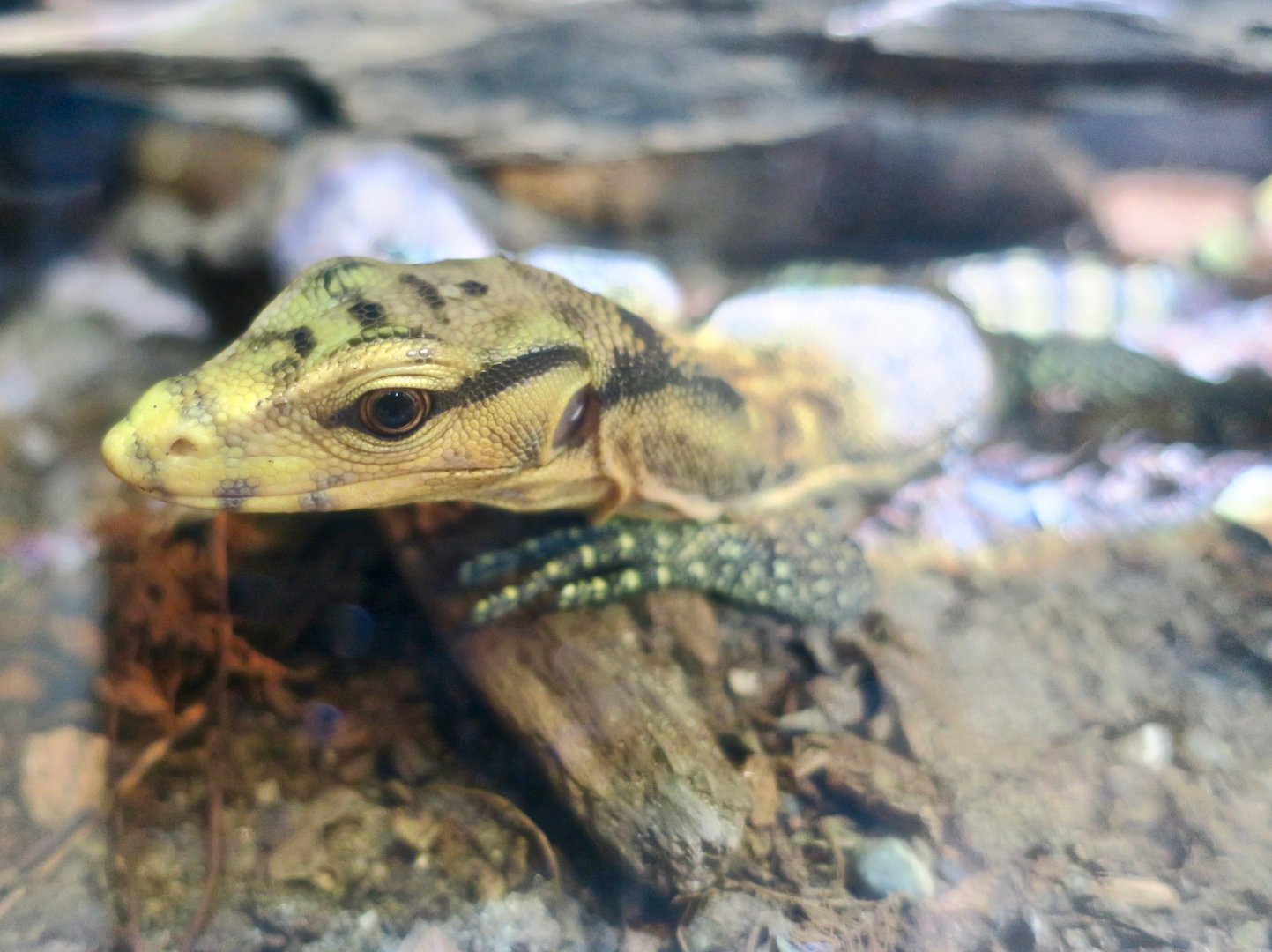 Yellow-Headed Water Monitor (Varanus cumingi)