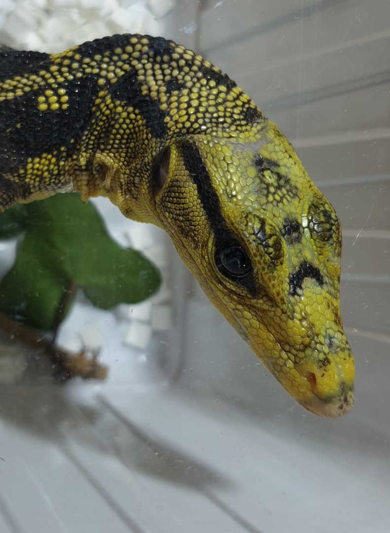 Yellow-headed water monitor - Varanus cumingi