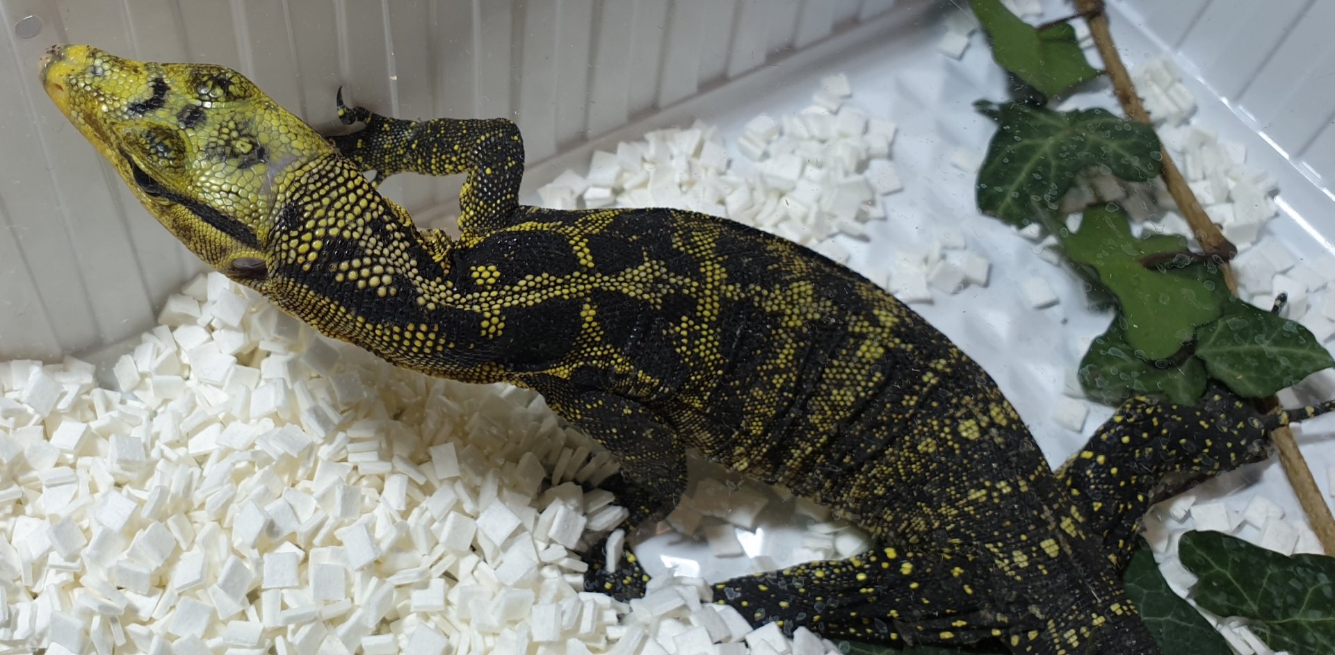 Yellow-headed water monitor - Varanus cumingi