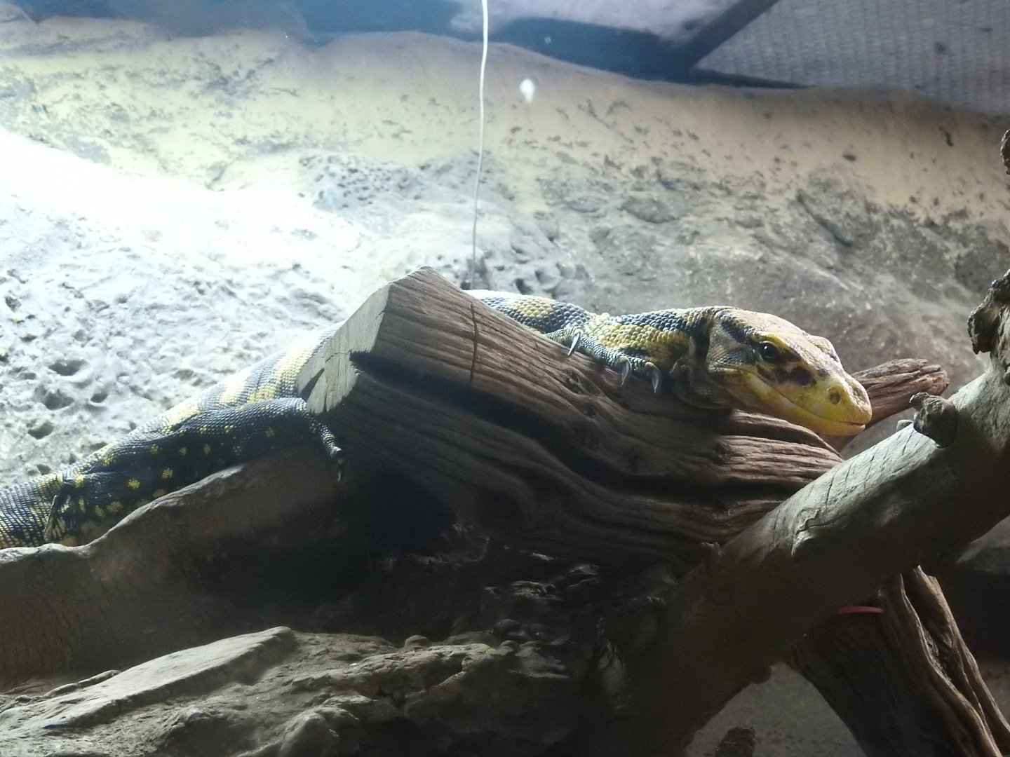 Yellow-Headed Water Monitor (Varanus cumingi)