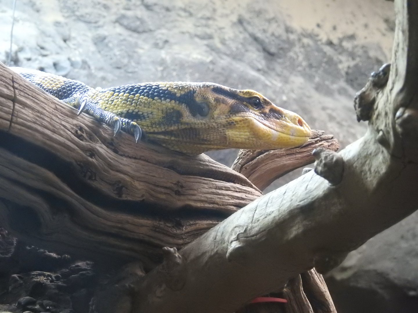 Yellow-Headed Water Monitor (Varanus cumingi)