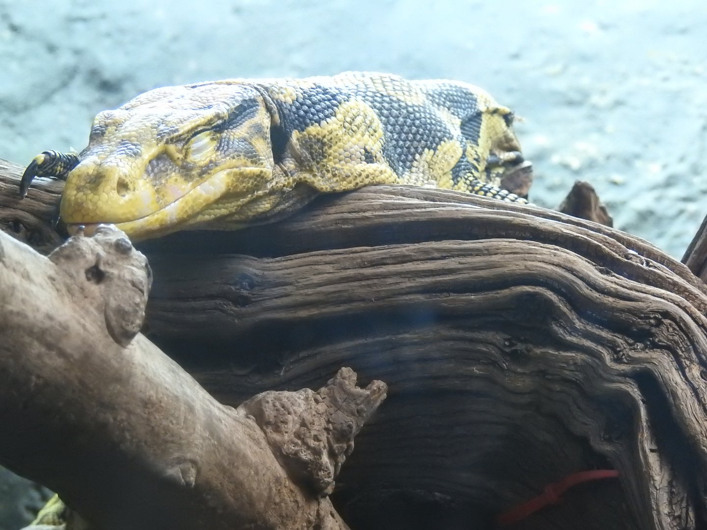 Yellow-Headed Water Monitor (Varanus cumingi)