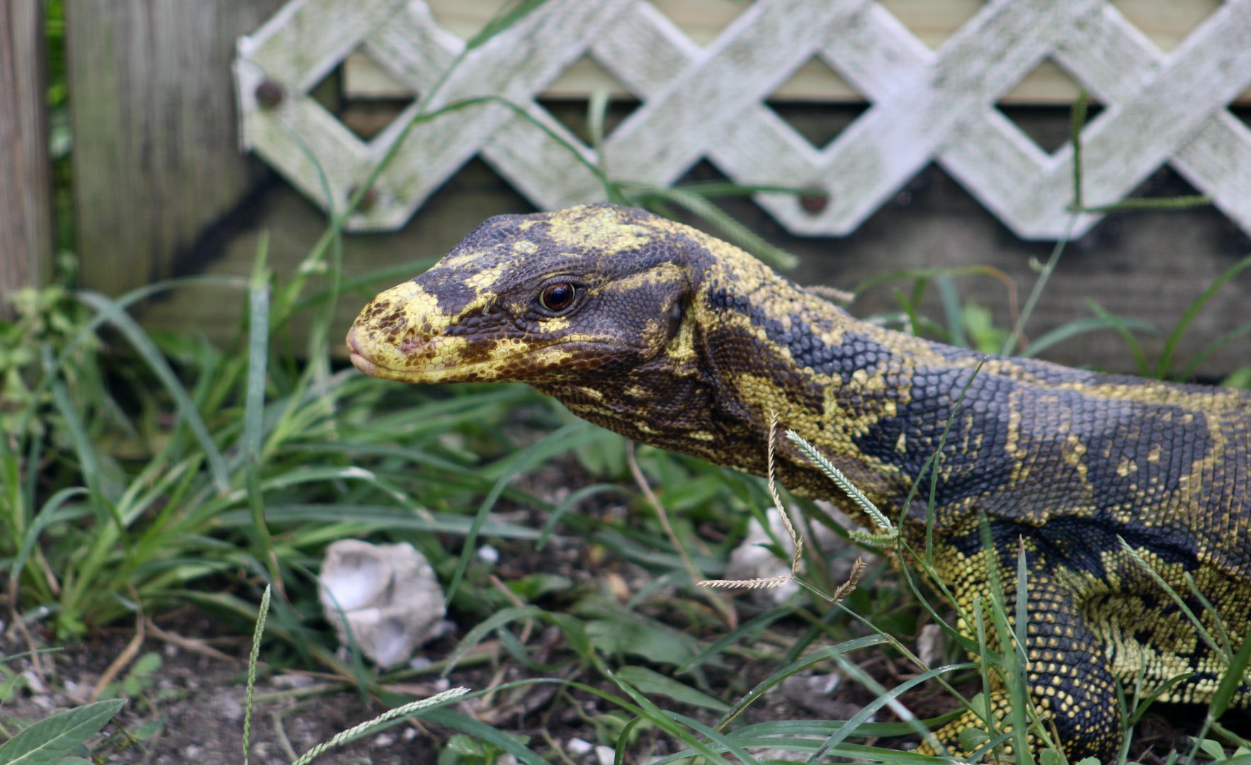Yellow-Headed Water Monitor (Varanus cumingi)