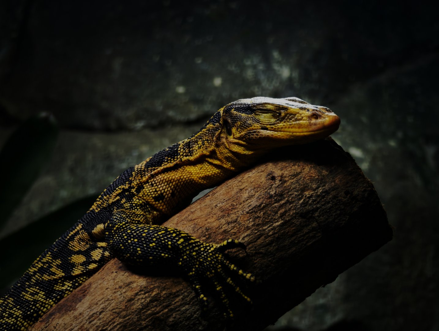 Yellow-Headed Water Monitor (Varanus cumingi)
