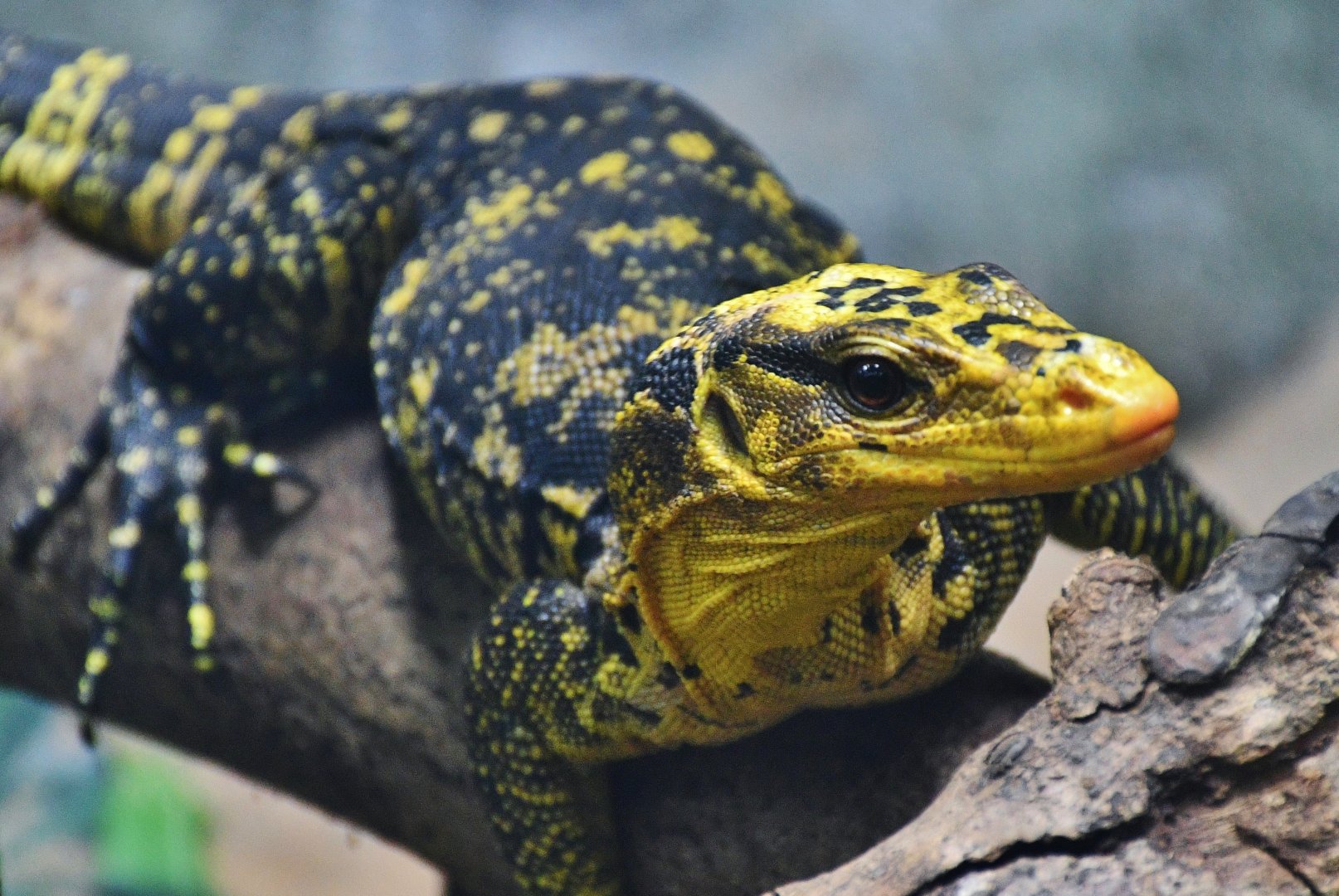 Yellow-headed Water Monitor (Varanus cumingi)