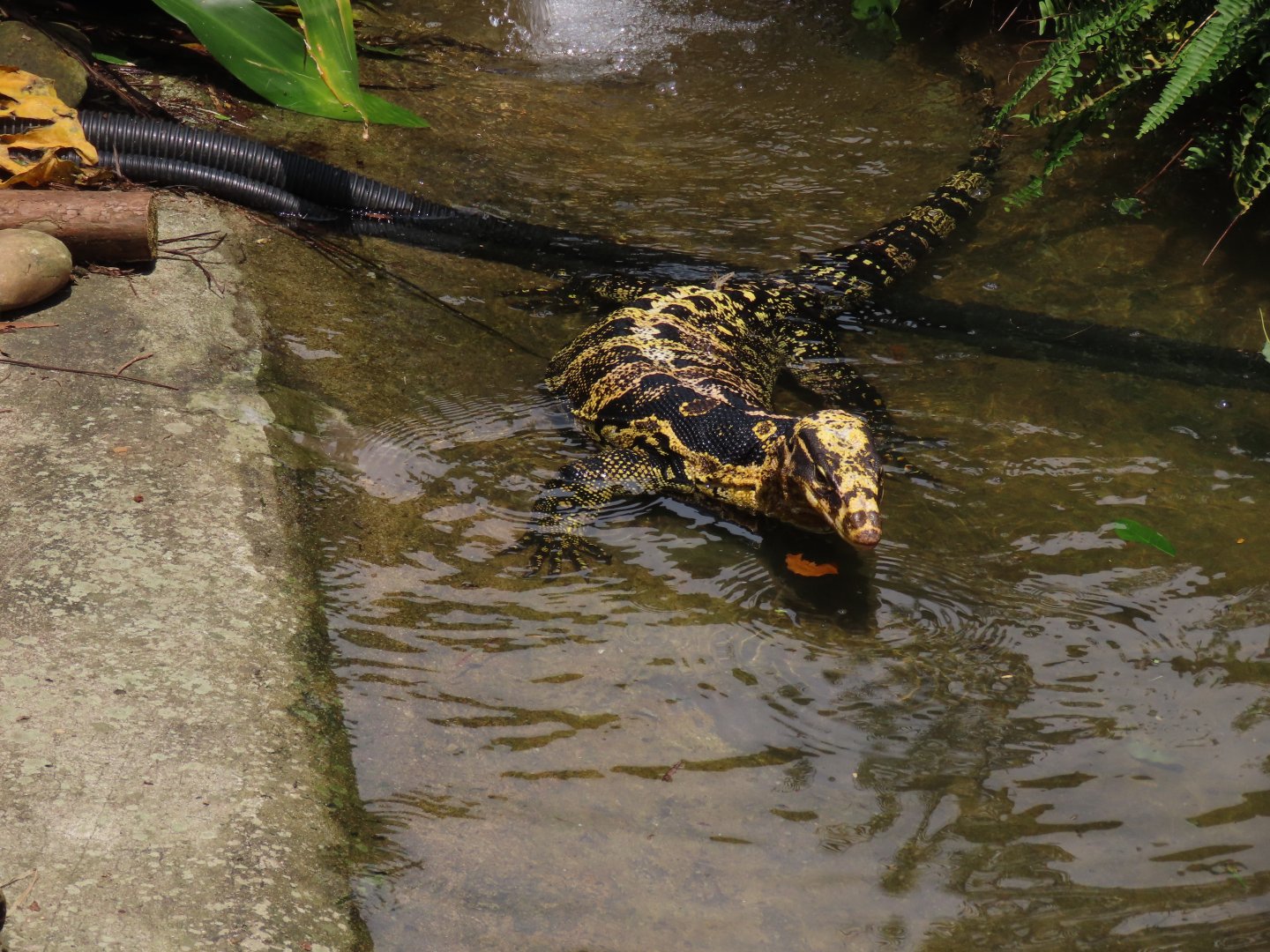 Yellow-headed water monitor