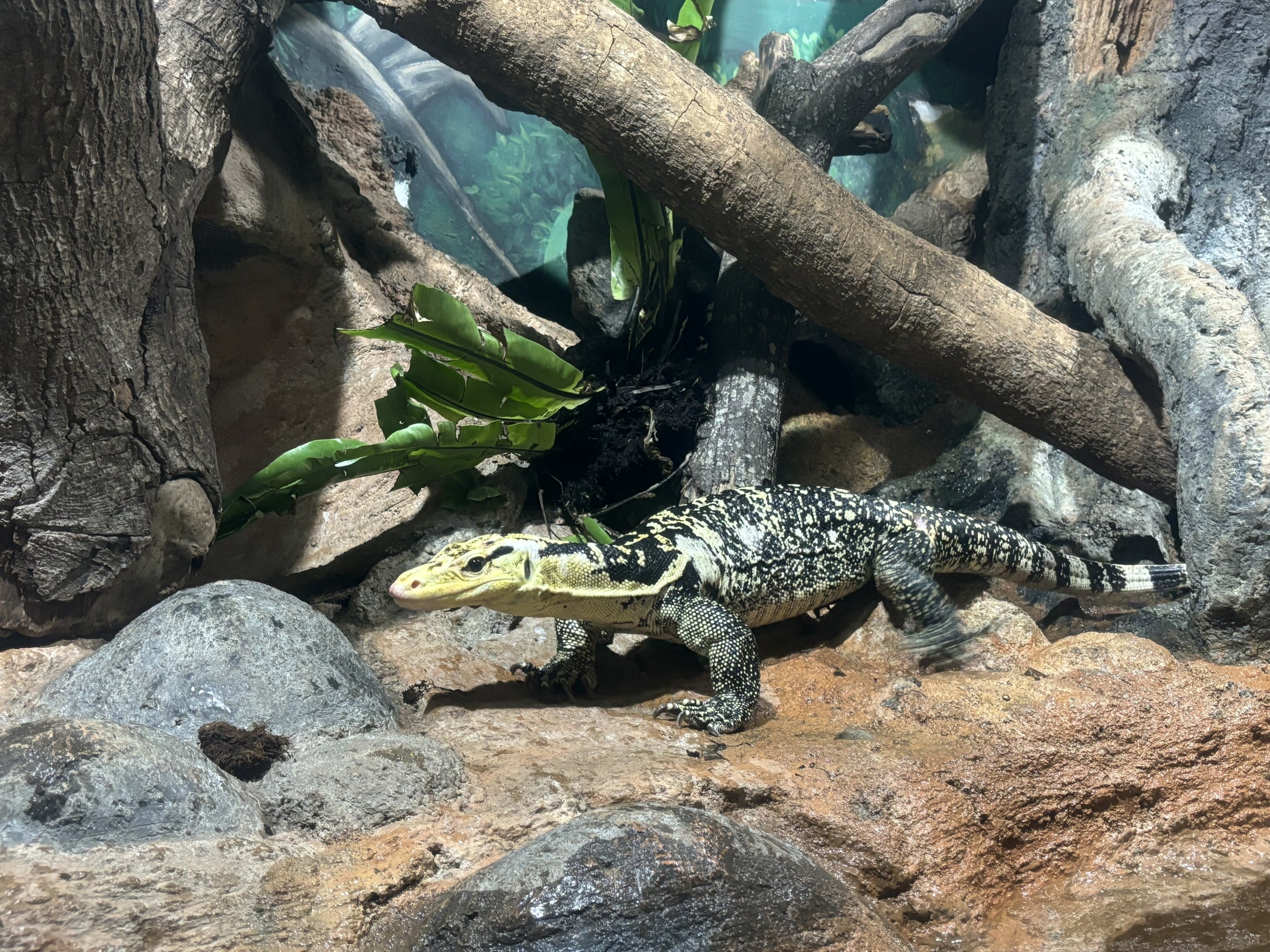 Yellow-headed Water Monitor