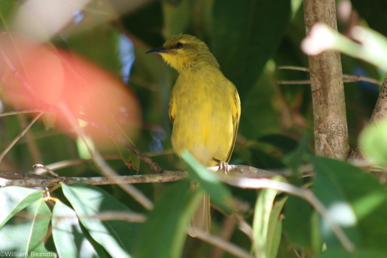 Yellow Honeyeater - Cattana Wetlands
