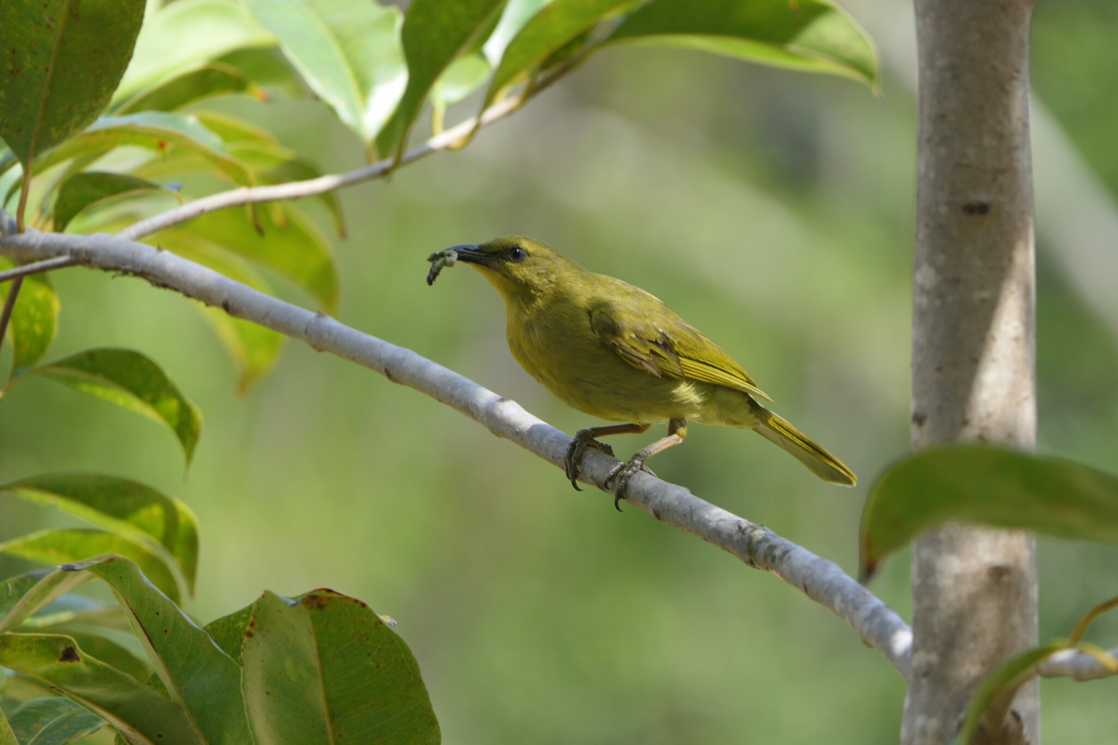 Yellow Honeyeater (Stomiopera flava)