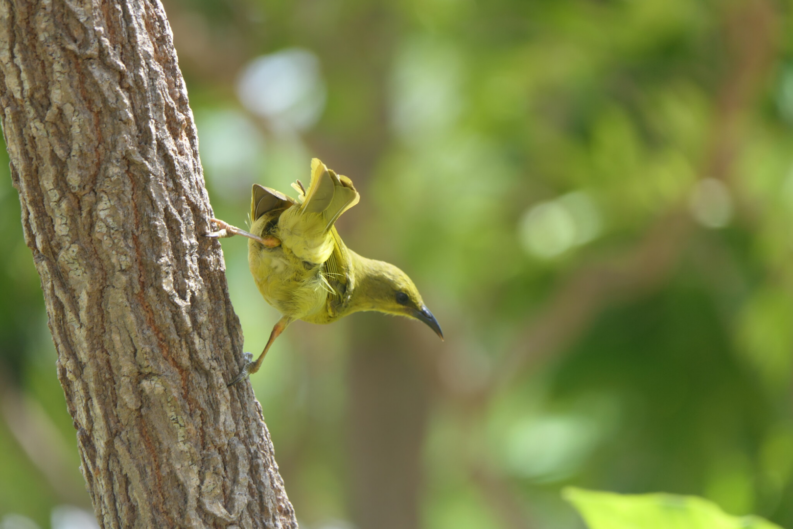 Yellow Honeyeater (Stomiopera flava)