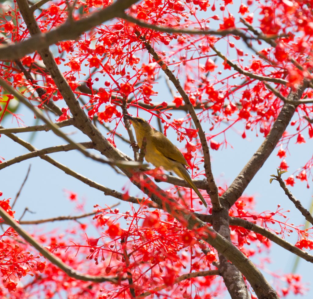 Yellow Honeyeater