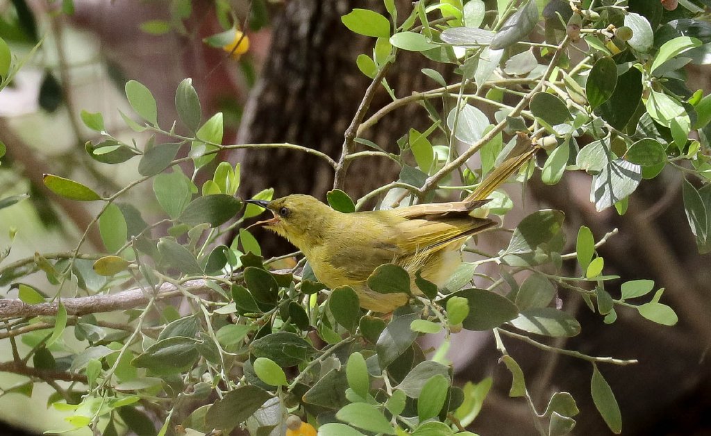 Yellow Honeyeater