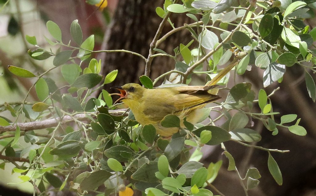 Yellow Honeyeater