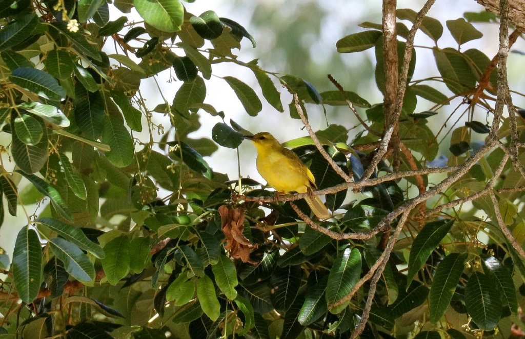 Yellow Honeyeater