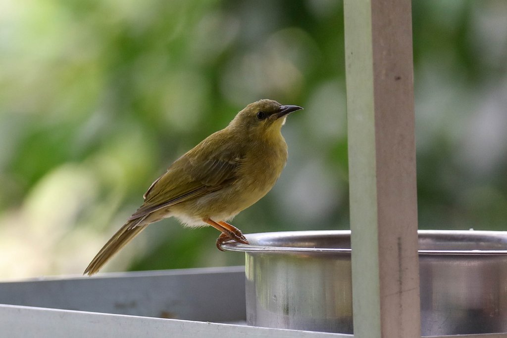 Yellow Honeyeater