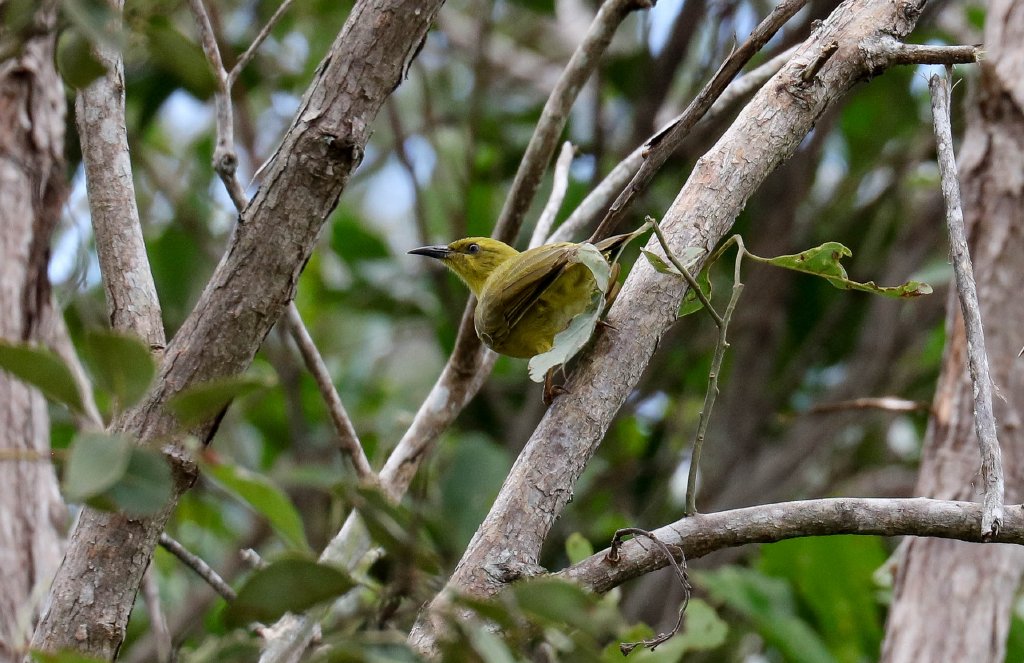 Yellow Honeyeater