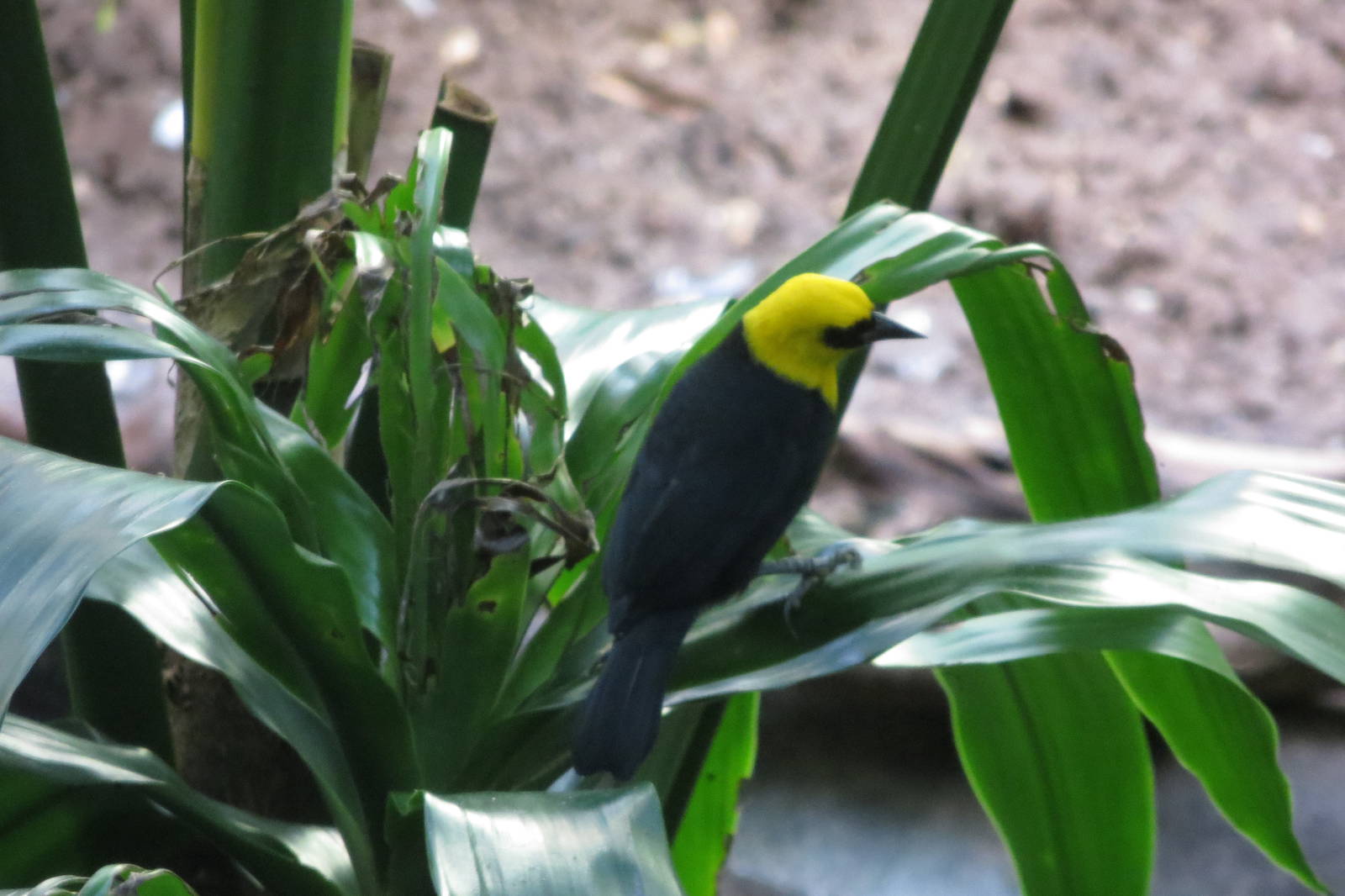 Yellow-hooded Blackbird - Aquatic Birds House 031215