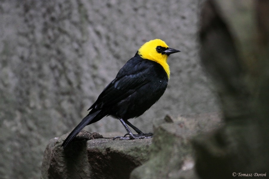 Yellow-hooded Blackbird (Chrysomus icterocephalus) June 2009