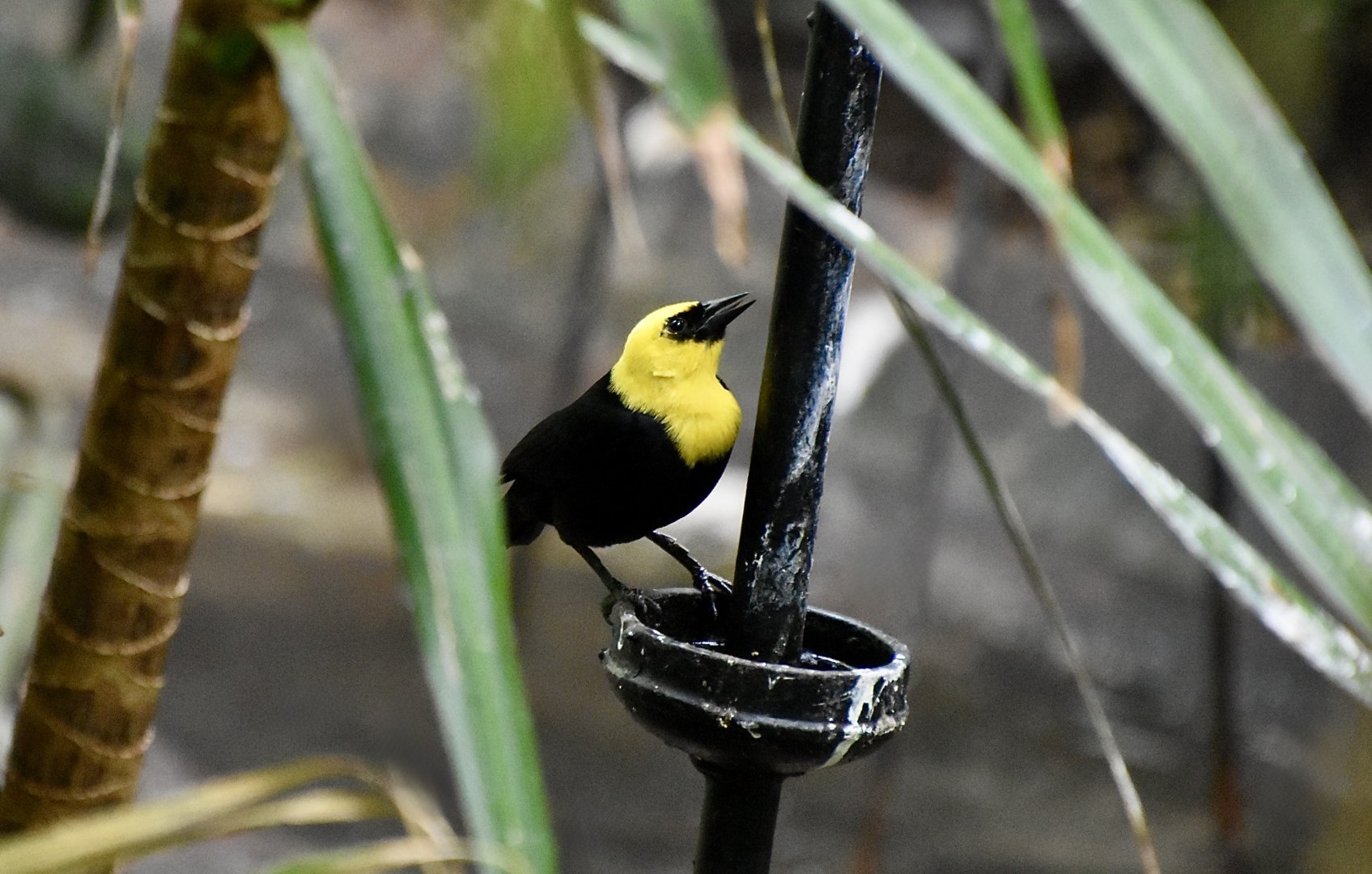 Yellow-Hooded Blackbird (Chrysomus icterocephalus) male