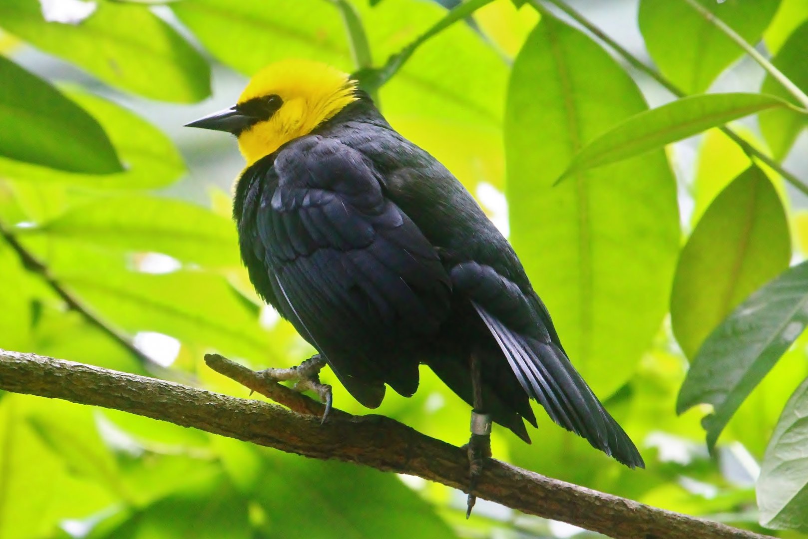 Yellow-hooded Blackbird (Chrysomus icterocephalus)