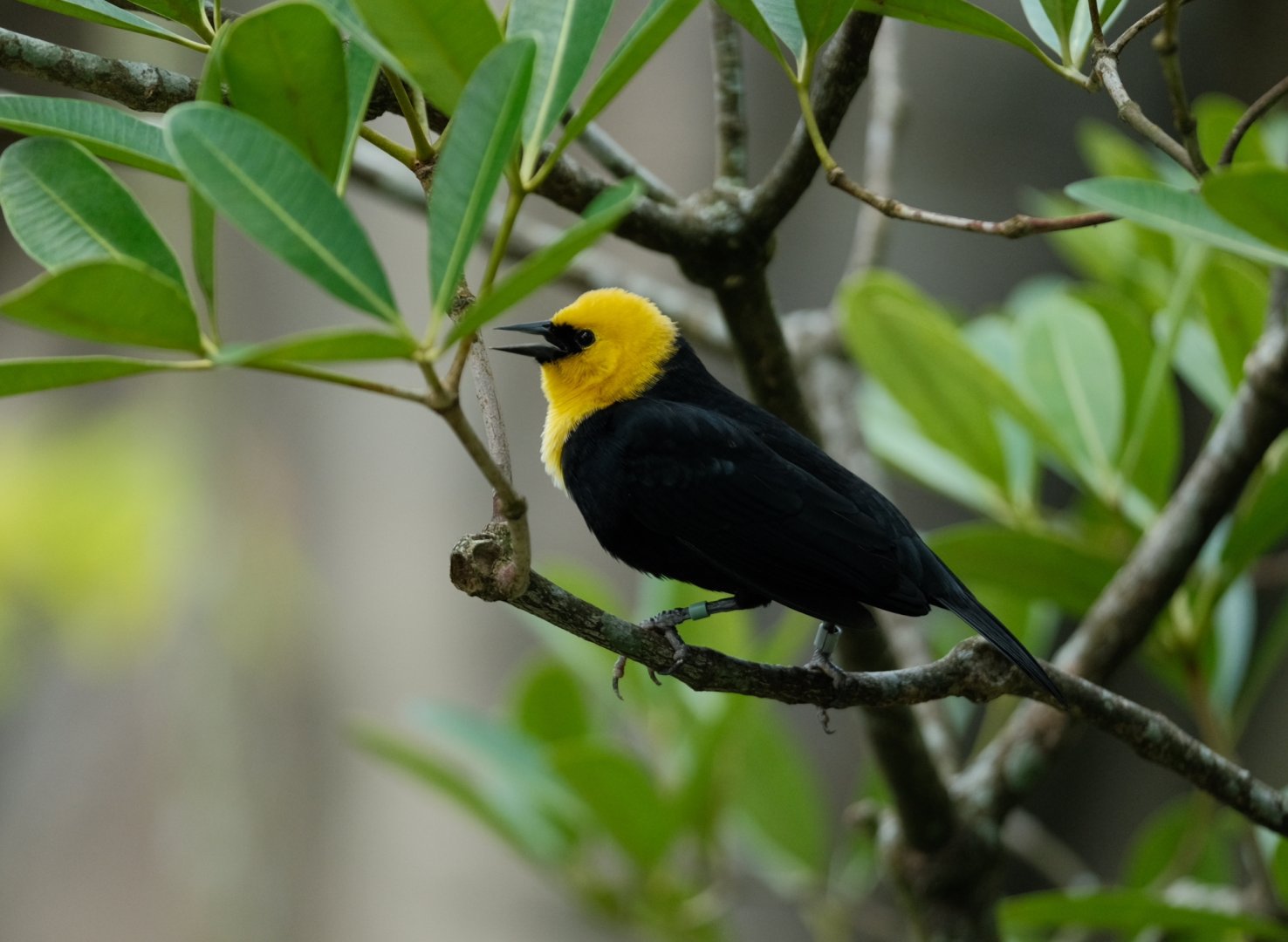 Yellow-hooded Blackbird (Chrysomus icterocephalus)