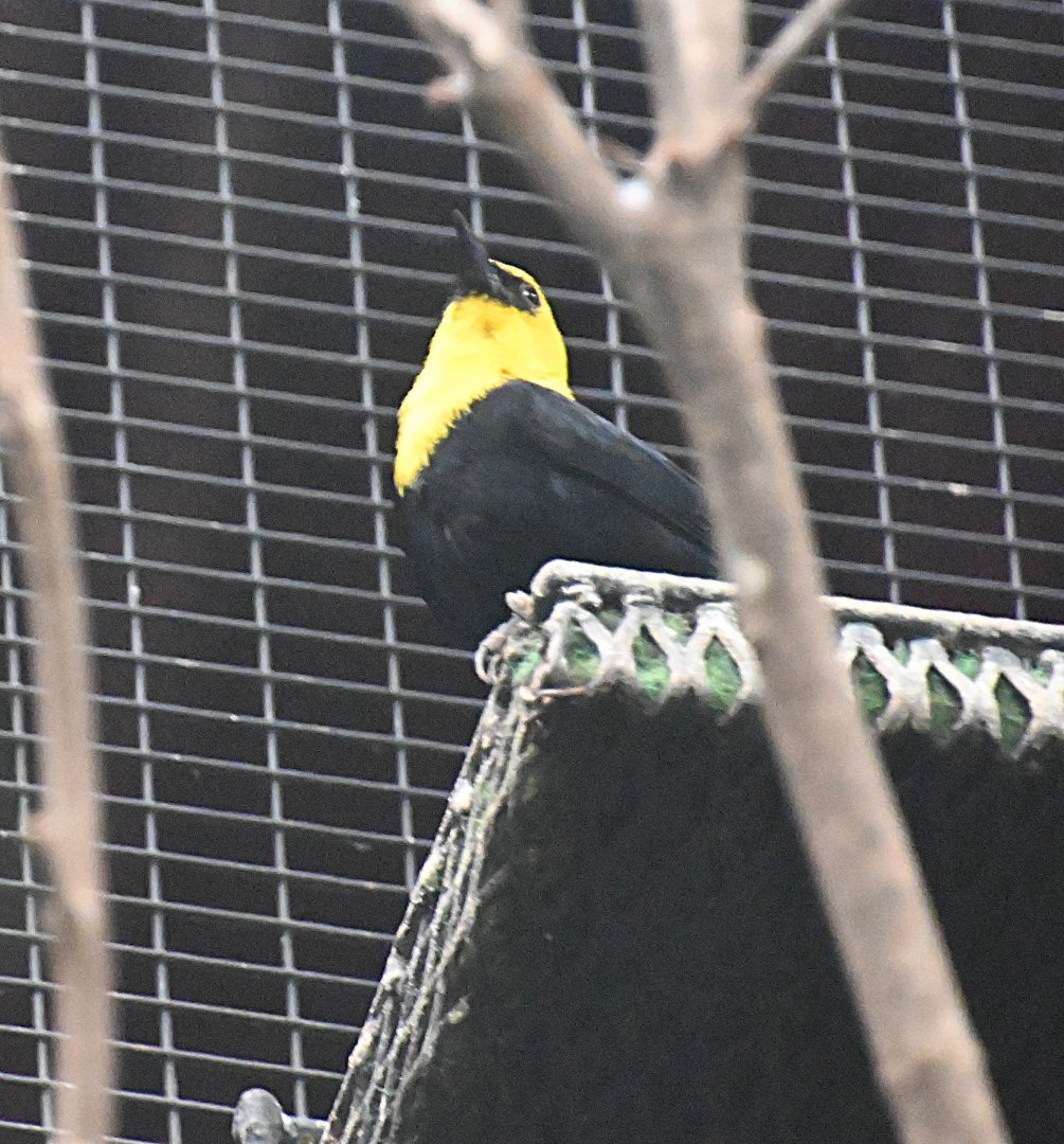Yellow-hooded blackbird (Chrysomus icterocephalus)