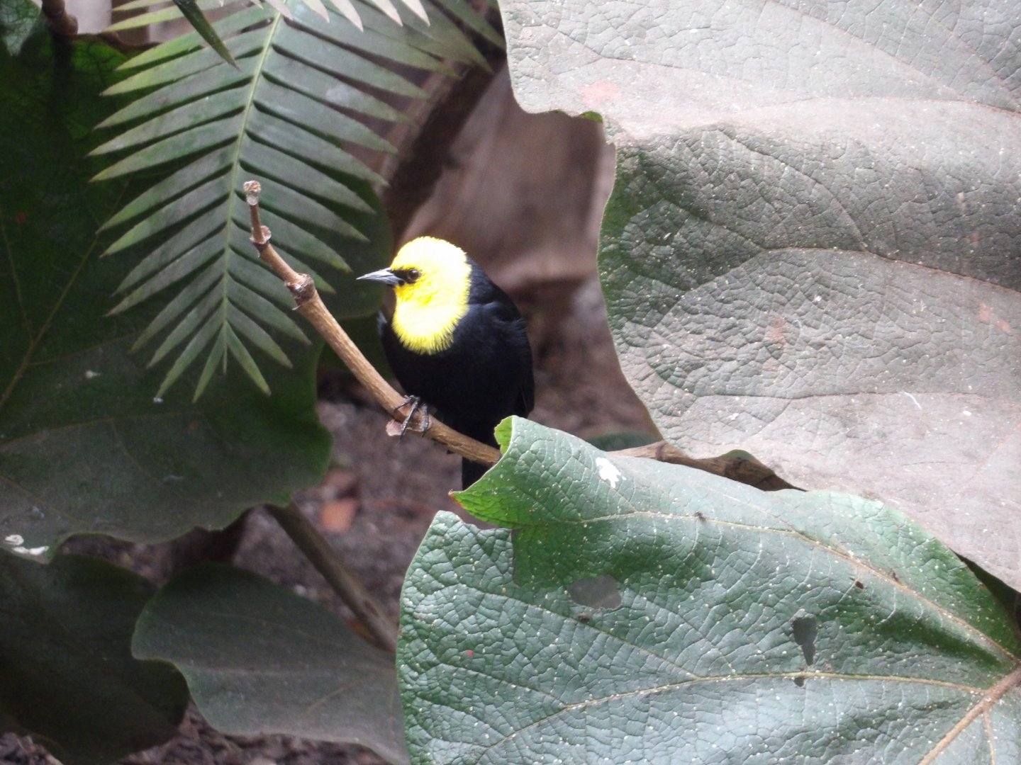 Yellow-Hooded Blackbird(Chrysomus icterocephalus)