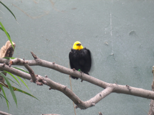 Yellow-Hooded Blackbird