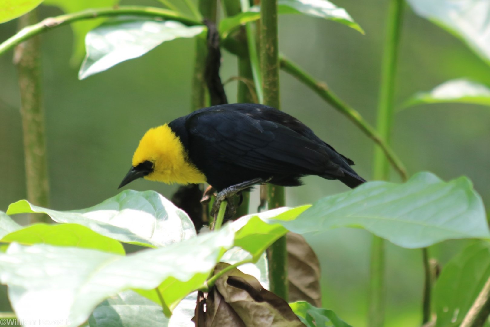 Yellow-hooded Blackbird