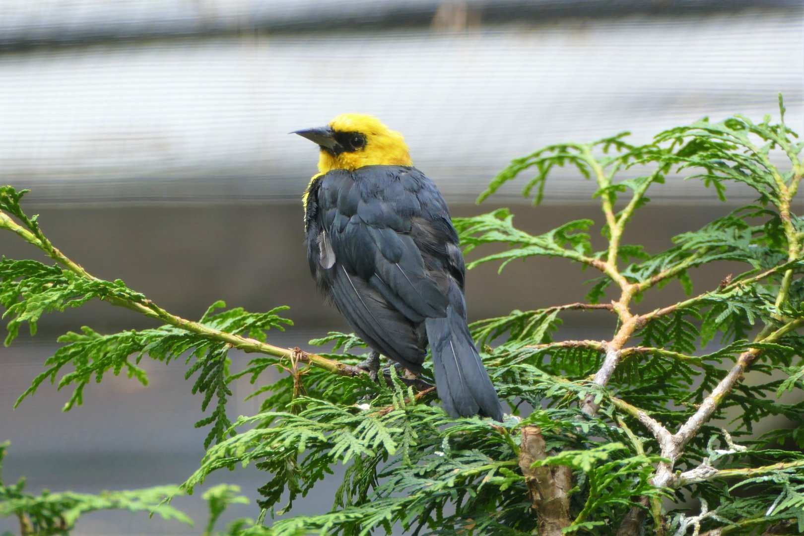 Yellow-hooded Blackbird