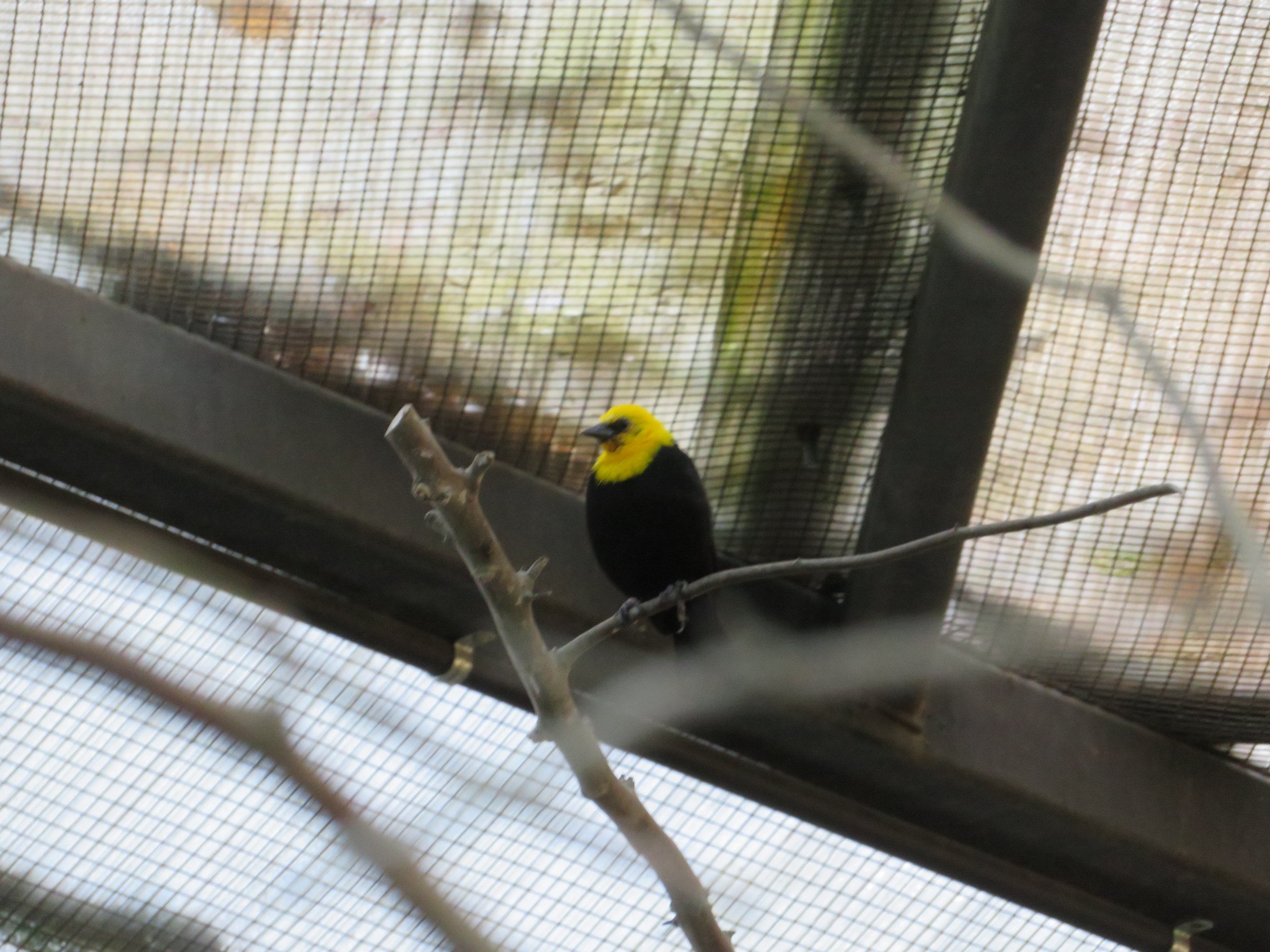 Yellow-hooded Blackbird