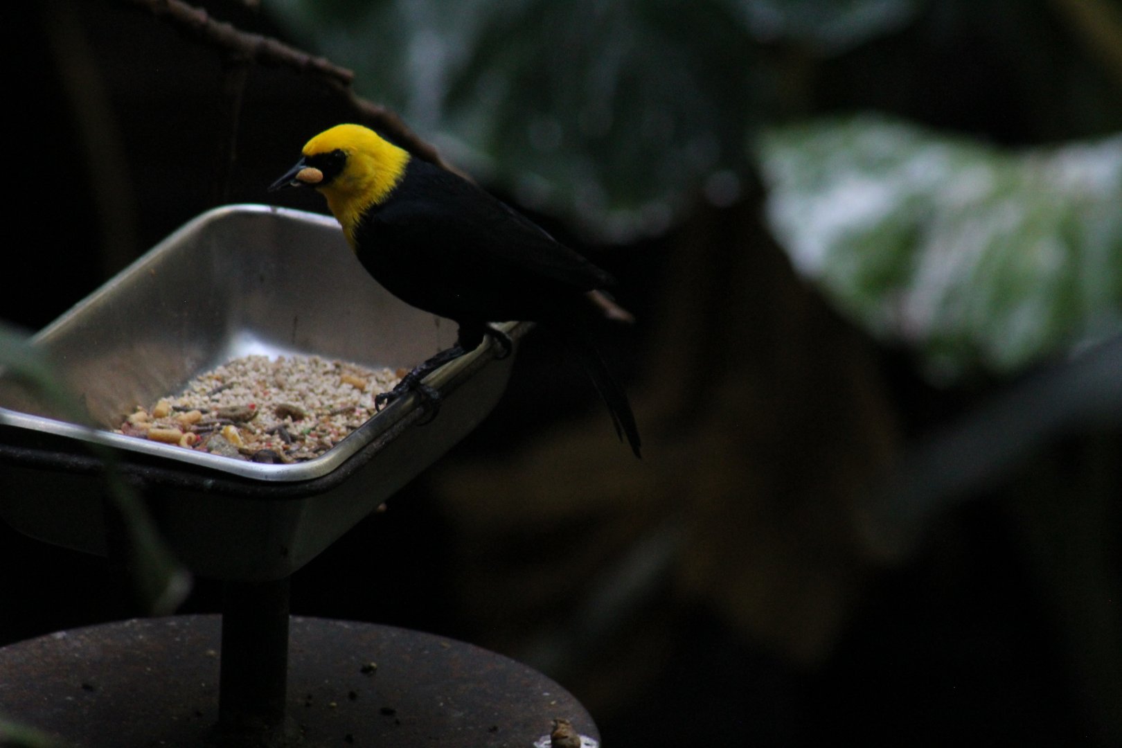 Yellow-Hooded Blackbird
