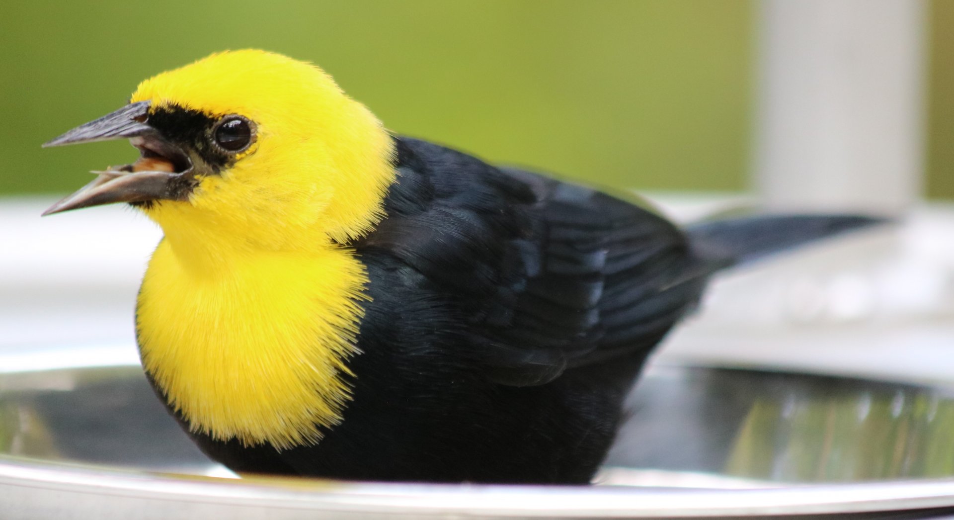 Yellow-hooded Blackbird
