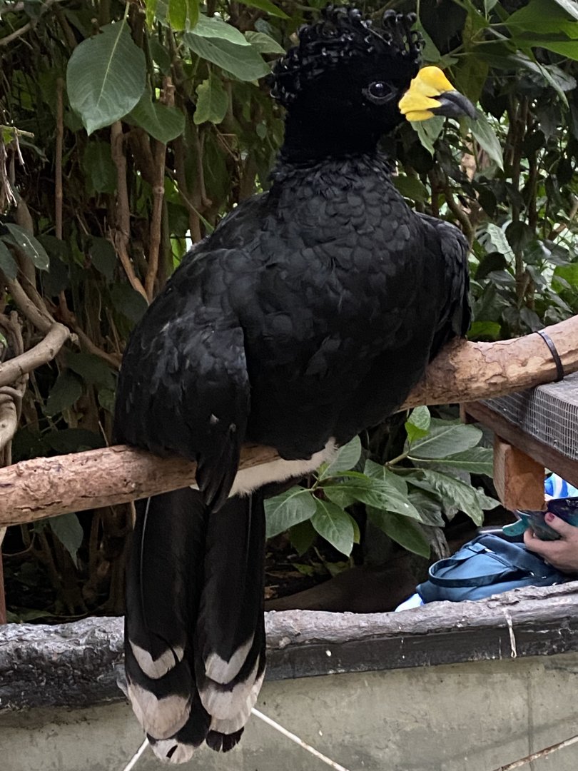 Yellow-knobbed curassow 050924