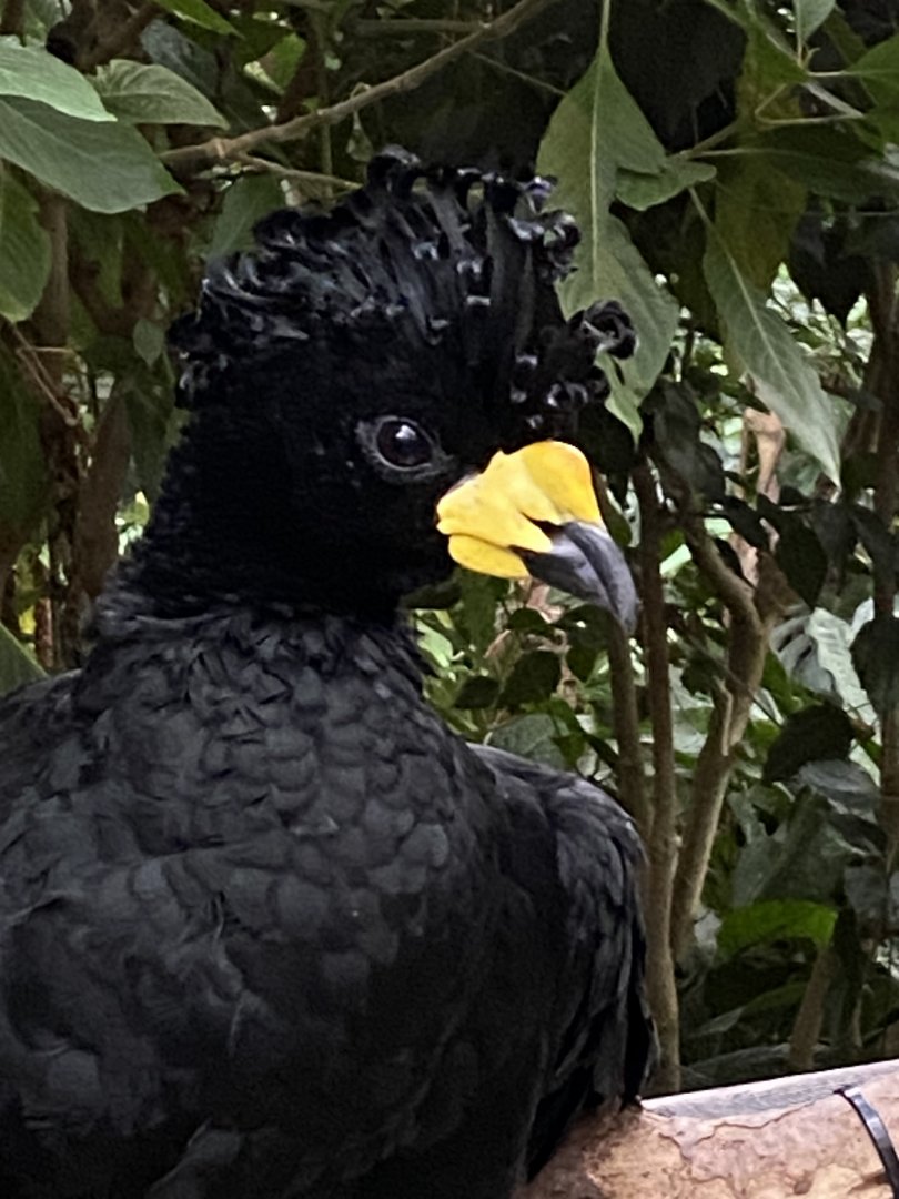 Yellow-knobbed curassow 050924
