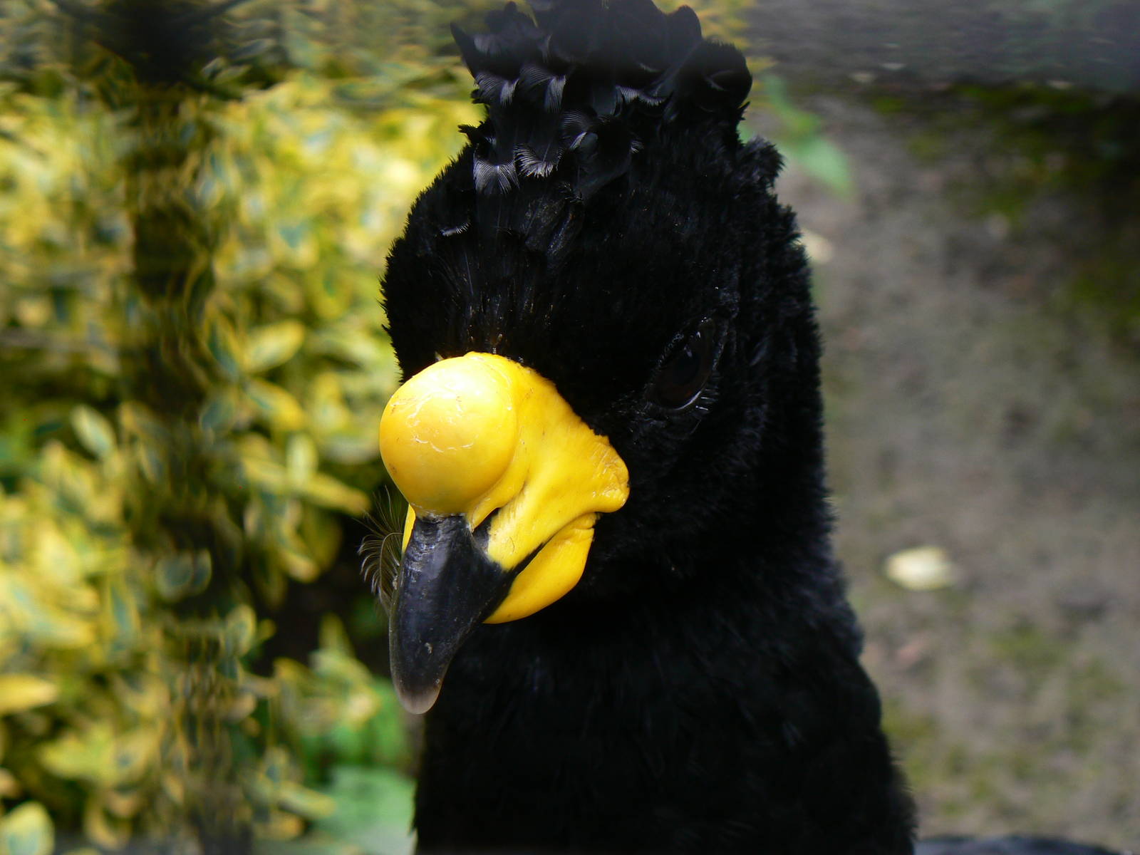 Yellow-knobbed Curassow - 9 July 2016