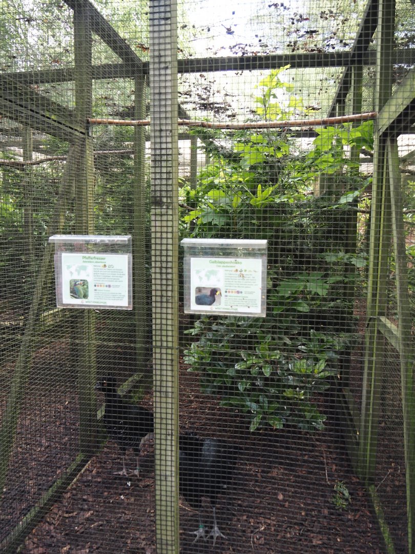 Yellow-knobbed curassow and Guianan toucanet aviary, 2024-05-23