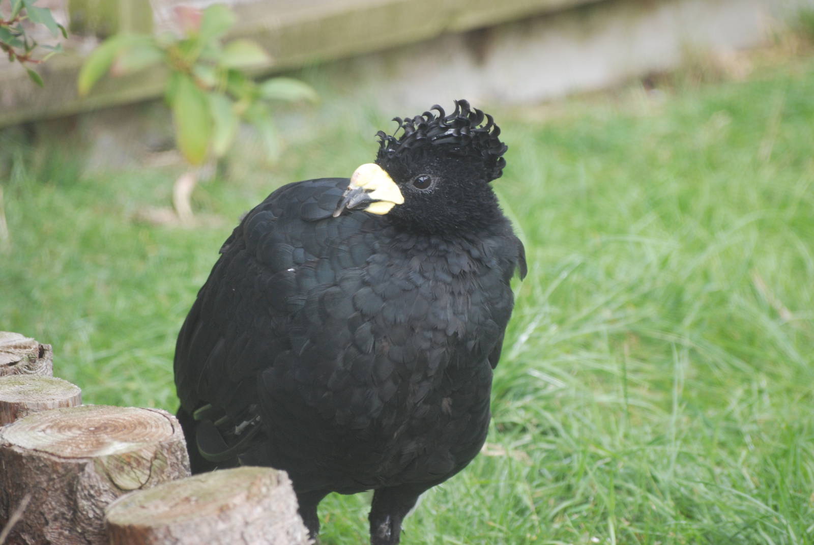 Yellow-knobbed Curassow at Hamerton, 08/10/11