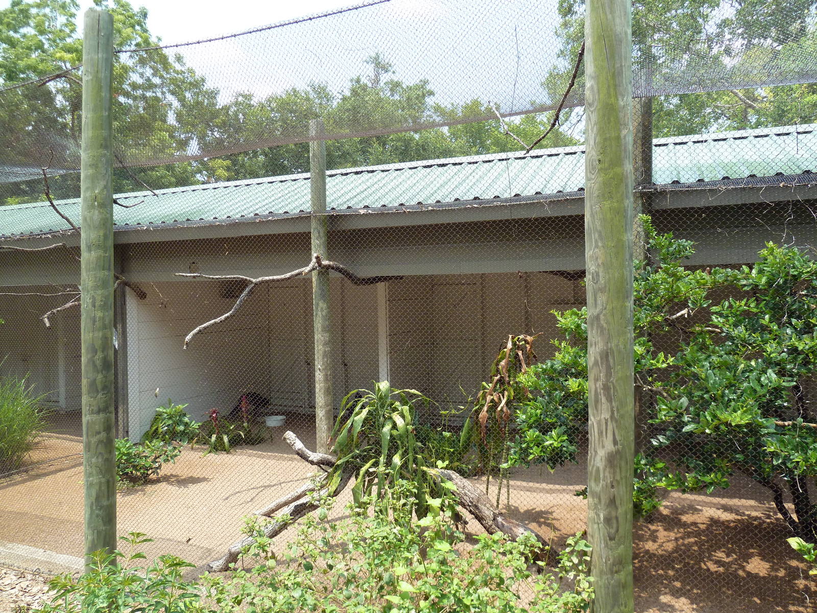 Yellow-Knobbed Curassow/Bali Mynah Exhibit