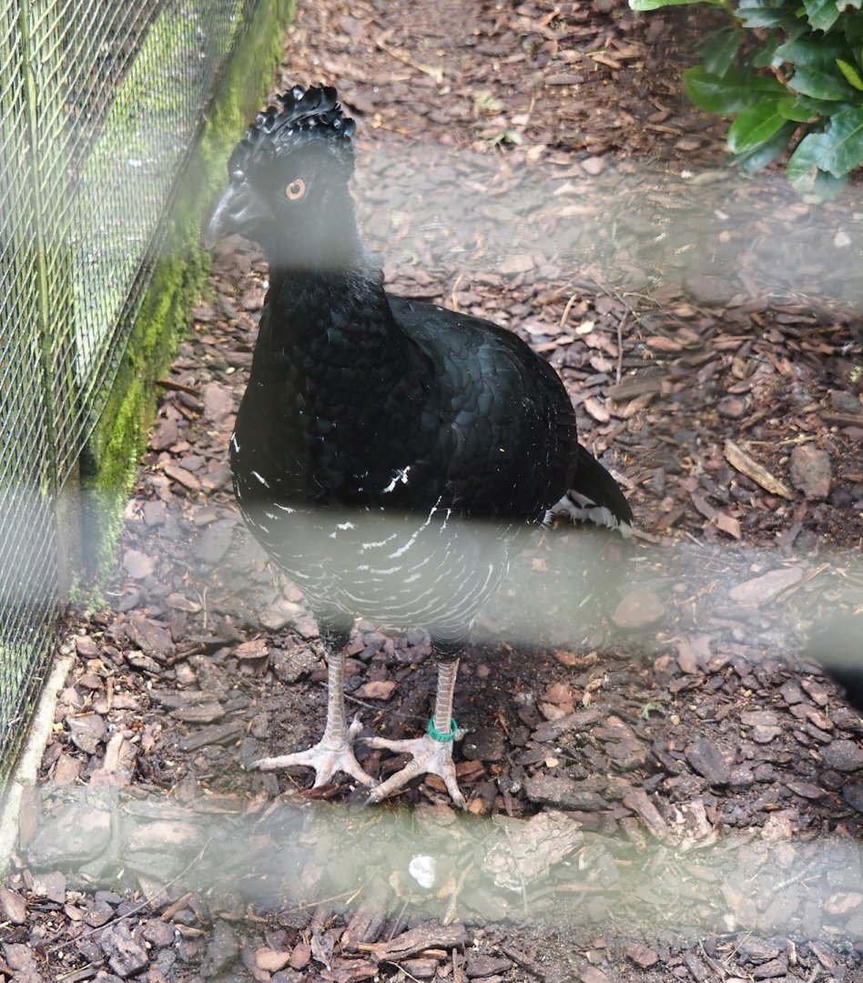 Yellow-knobbed curassow (Crax daubentoni), 2024-05-23