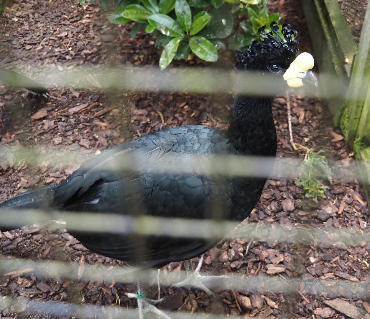Yellow-knobbed curassow (Crax daubentoni), 2024-05-23