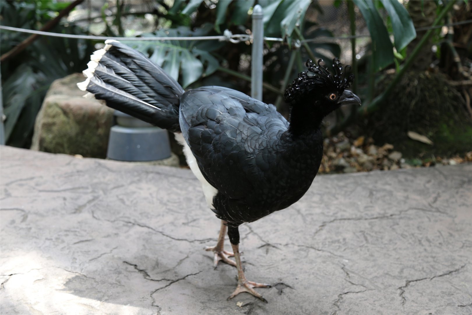 Yellow-knobbed Curassow (Crax daubentoni), August 2015