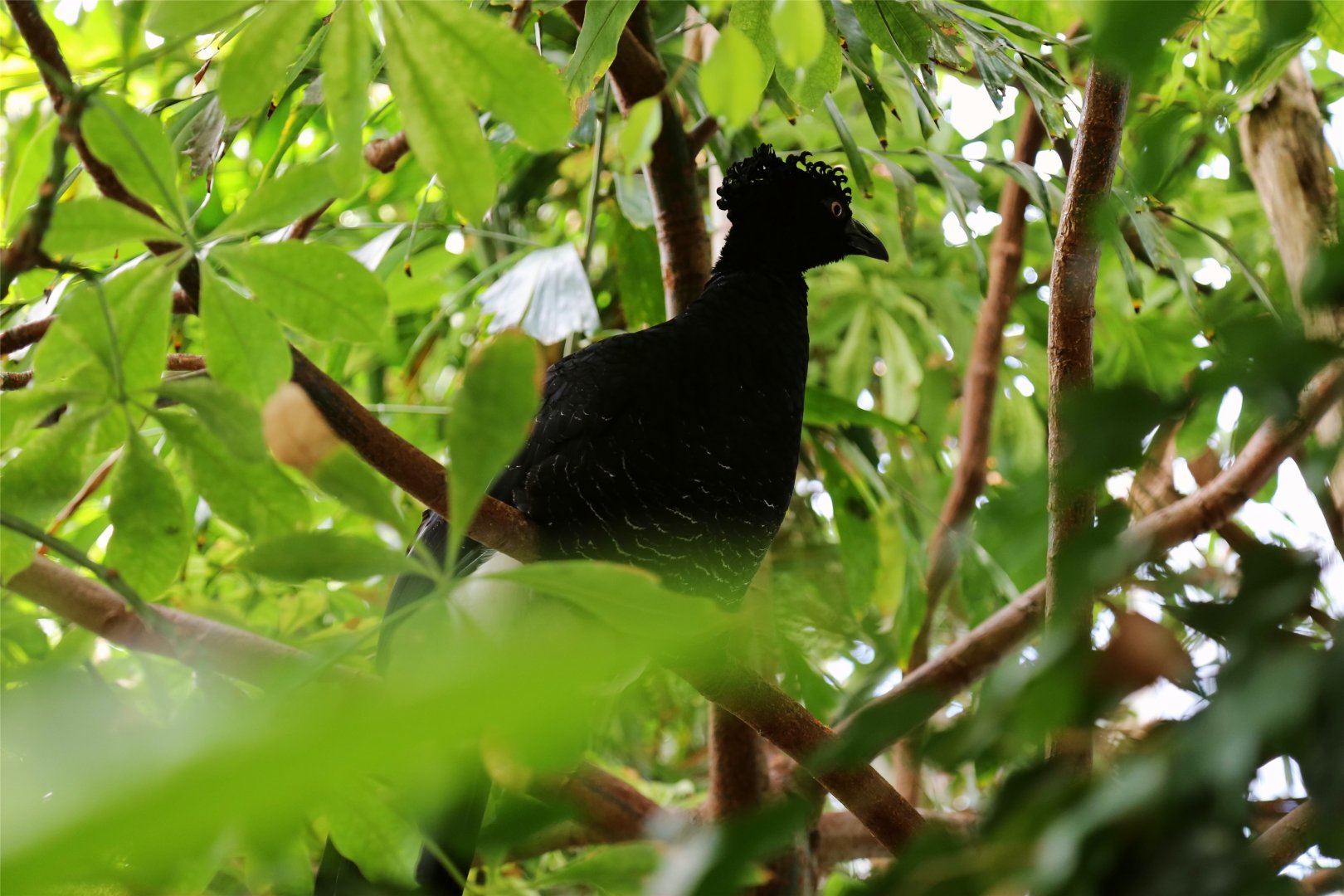 Yellow-knobbed Curassow (Crax daubentoni), August 2015